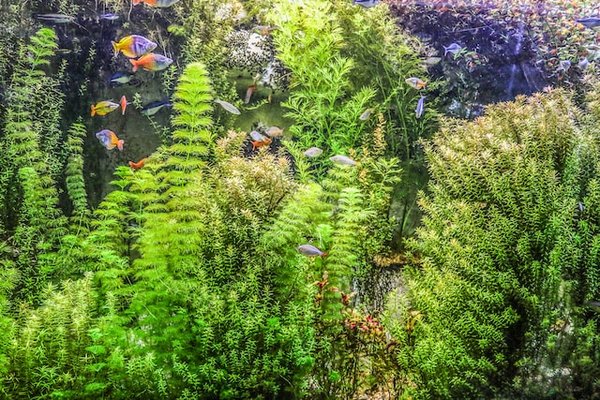 Comment cultiver des plantes aquatiques purificatrices dans un étang de jardin ?